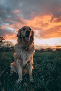 Cute dog on field during sunset