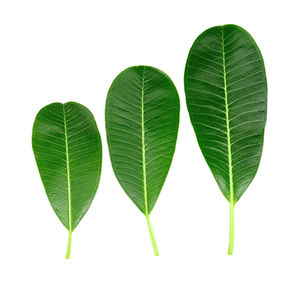 Close-up of green leaves against white background