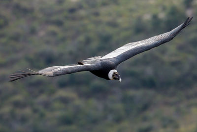 Bird flying over a blurred background