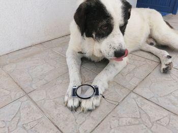 Dog looking away on floor at home