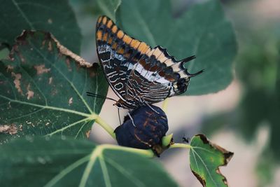 Close-up of butterfly on plant