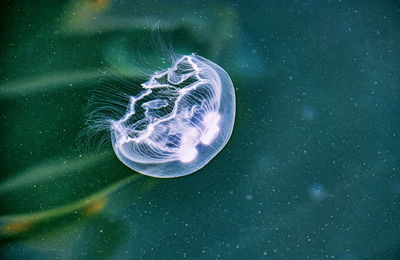 Close-up of jellyfish in sea