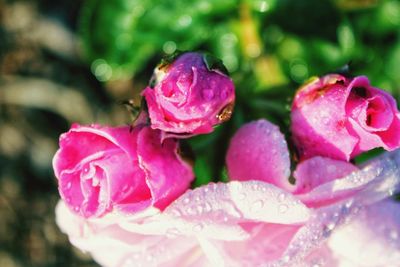 Close-up of wet pink rose flower