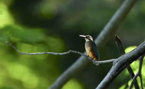 Close-up of bird perching on branch