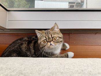 Portrait of cat relaxing outdoors