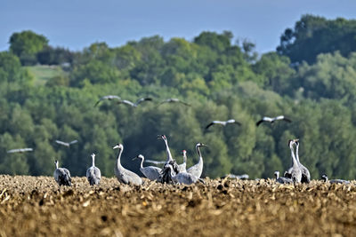 Birds on a field