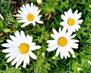 Close-up of white daisy blooming outdoors