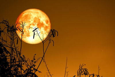 Low angle view of silhouette plant against orange sky