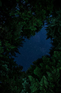 Low angle view of trees in forest at night