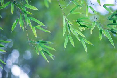 Close-up of green leaves