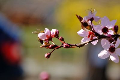 Close-up of plum blossoms in spring