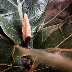 Close-up of plant during rainy season