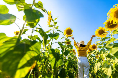 Rear view of woman standing in sunflower farm