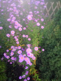 Close-up of fresh pink flowers blooming in garden