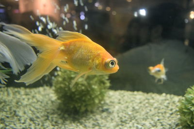 Close-up of fish swimming in aquarium