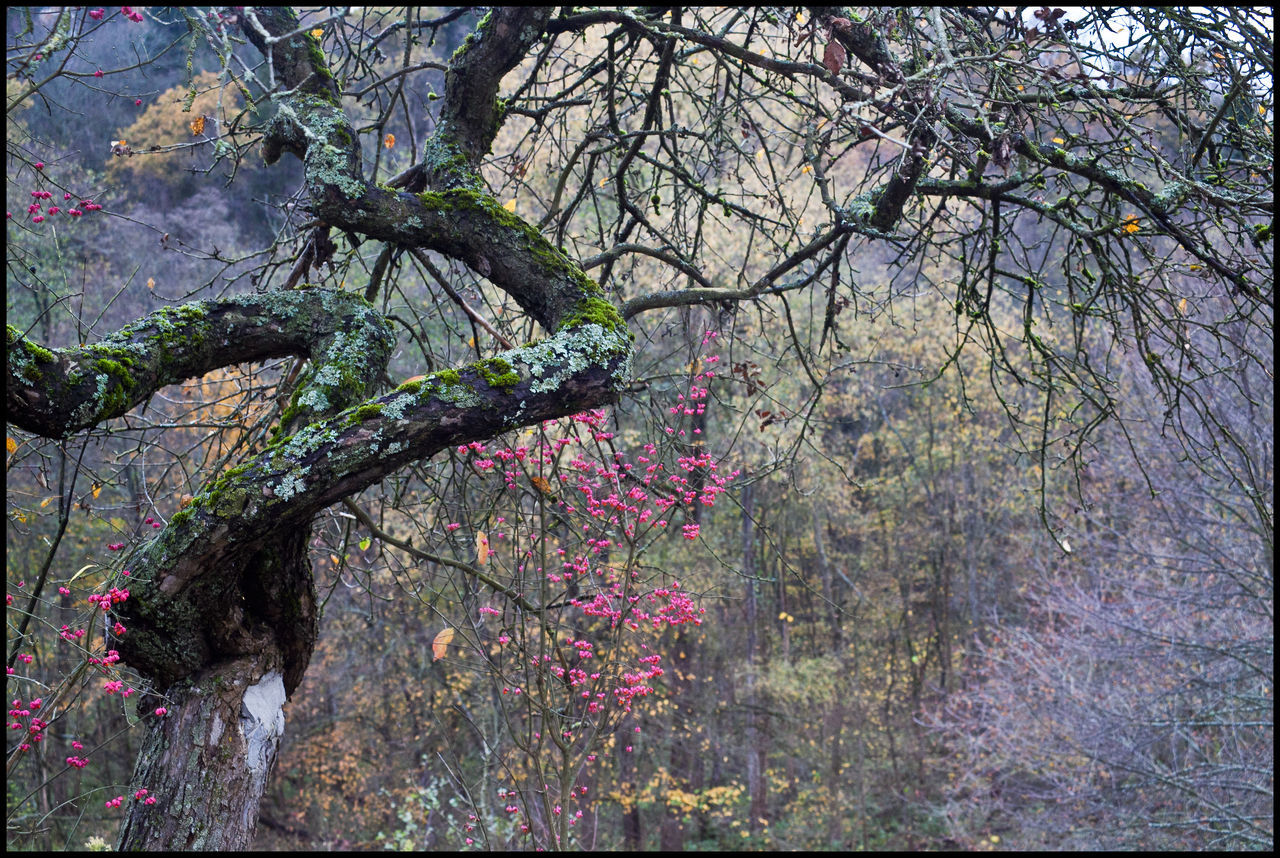 tree, transfer print, branch, auto post production filter, growth, tree trunk, bare tree, nature, tranquility, beauty in nature, autumn, day, no people, leaf, tranquil scene, outdoors, scenics, plant, growing, sunlight