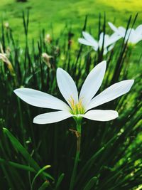 Close-up of white flowering plant