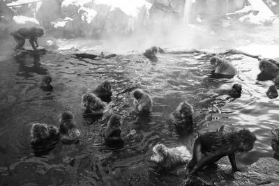 Japanese macaques in hot spring