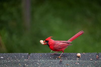 Close-up of bird perching on leaf