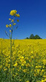 Scenic view of oilseed rape field against clear sky
