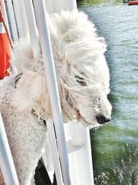 High angle view of dog on the shore