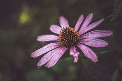 Close-up of pink flower