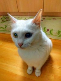 Close-up portrait of cat sitting at home