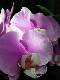 Close-up of pink orchids