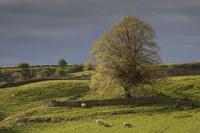 Tree on field against sky