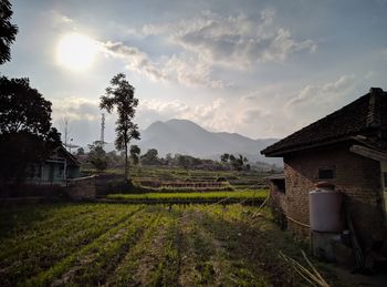 Scenic view of agricultural field by house against sky