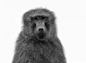 Portrait of monkey against white background