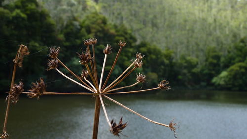 Close-up of plant against lake