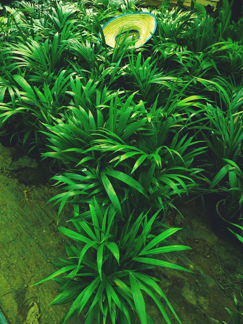 HIGH ANGLE VIEW OF COCONUT PALM TREE ON FIELD