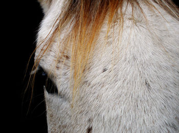 Close-up of horse against black background