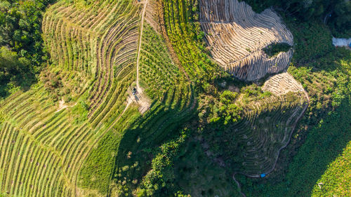 High angle view of green plants