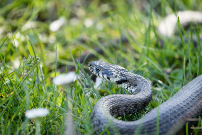 Close-up of an animal on field