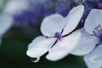 Close-up of iris blooming outdoors