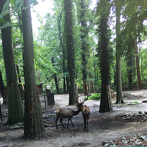 Horses in a forest