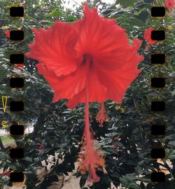 Close-up of red flowers