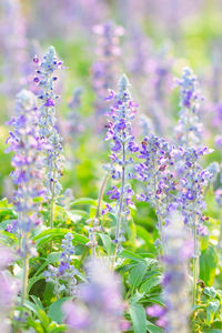 Close-up of flowers growing at park