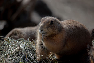 Close-up of squirrel