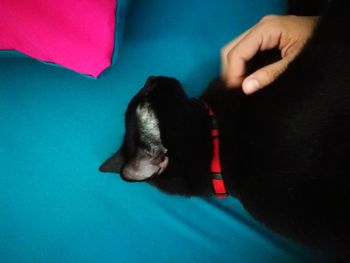Low section of person with cat