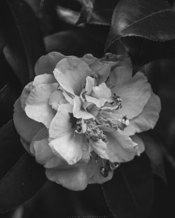 Close-up of flower