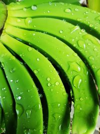 Full frame shot of wet leaves