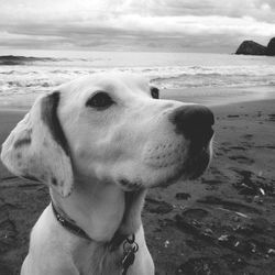 Close-up of dog at beach against sky