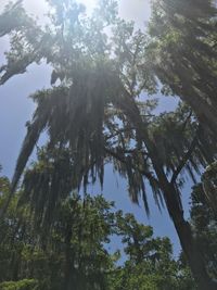 Low angle view of trees in forest