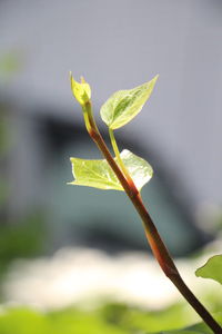 Close-up of green plant