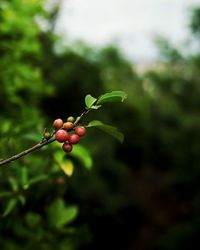 Close-up of berries growing on tree