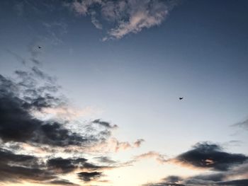 Low angle view of bird flying in sky