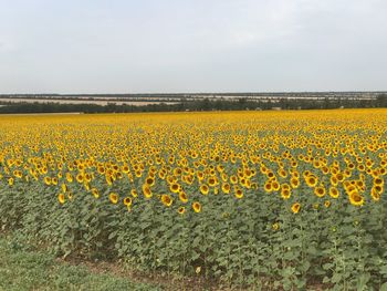 Scenic view of sunflower field against sky